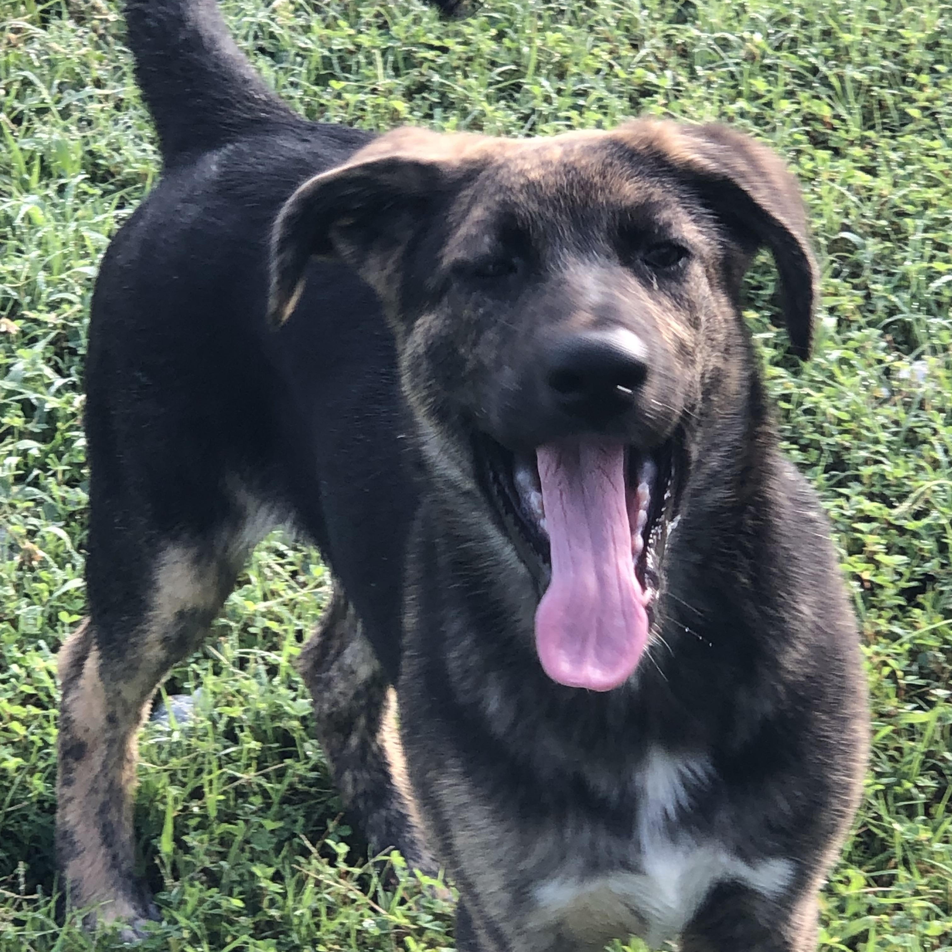 The “Seedling Puppies”…3 left from the original 10, a Adopted mixed breed in Cherokee Village, AR image 3/3