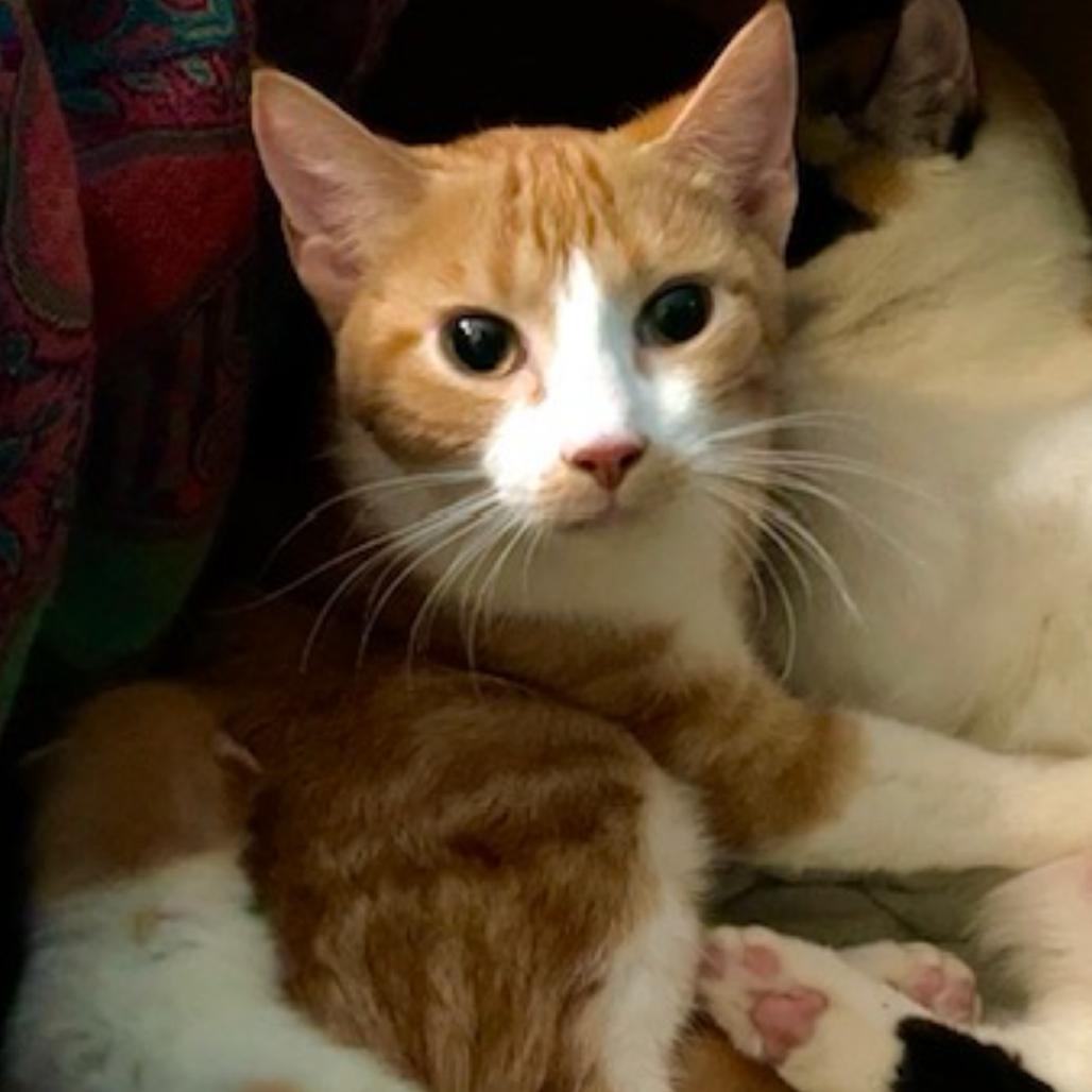 Pinky, Adoptable, Young Female Domestic Medium Hair.