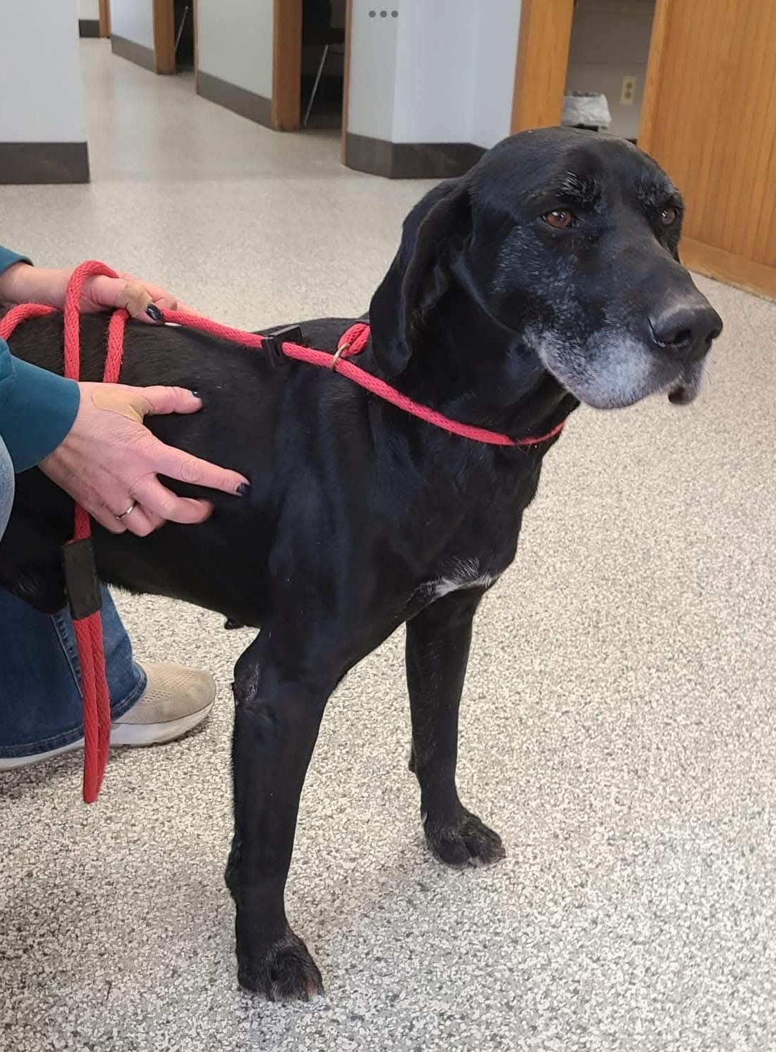 Enlarge George, a ADOPTABLE mixed breed in Sioux City, IA image 4/5