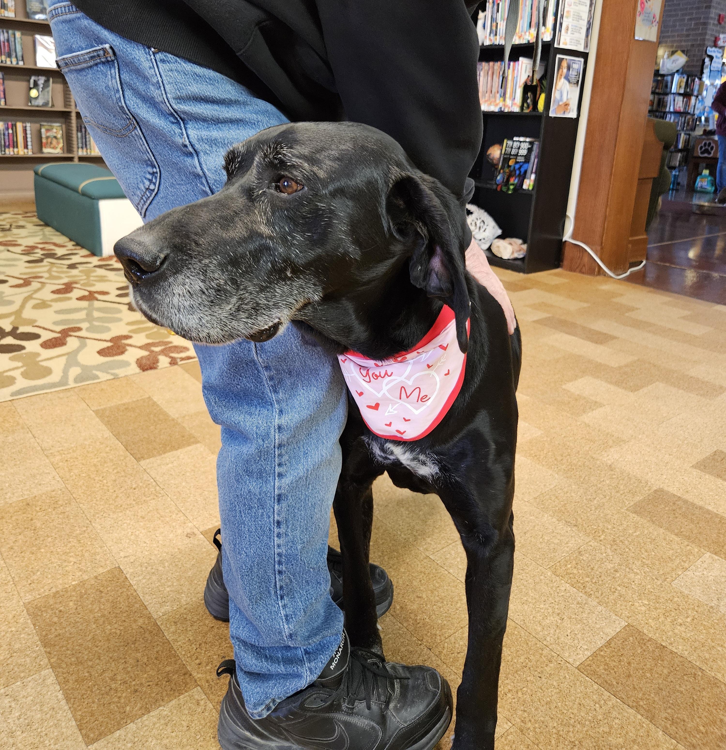 Enlarge George, a ADOPTABLE mixed breed in Sioux City, IA image 3/5