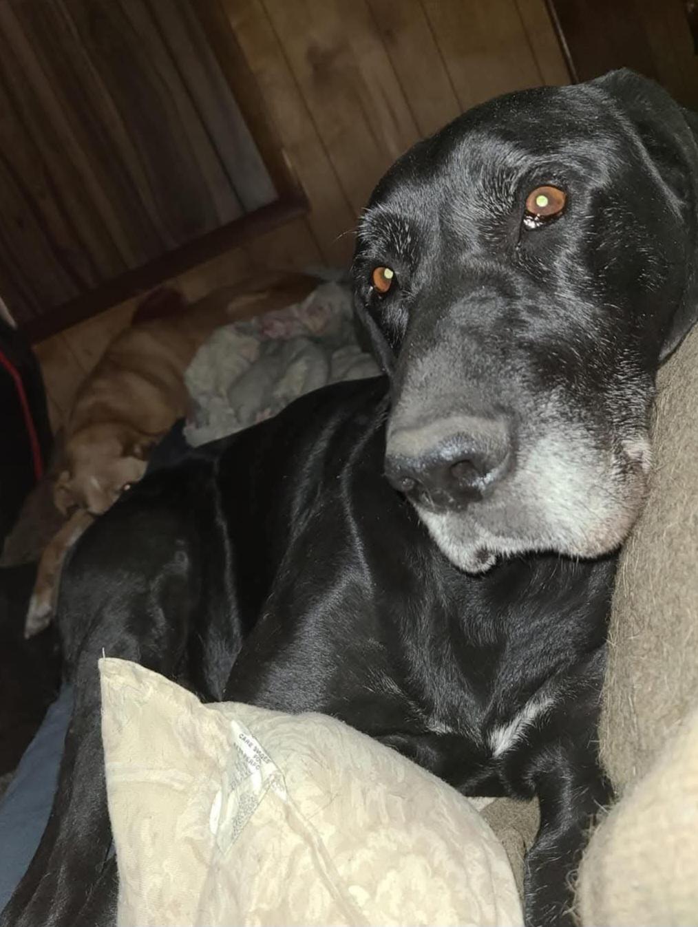 Enlarge George, a ADOPTABLE mixed breed in Sioux City, IA image 2/5