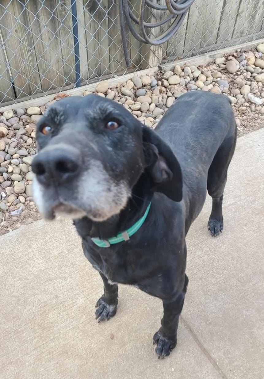 Enlarge George, a ADOPTABLE mixed breed in Sioux City, IA image 1/5