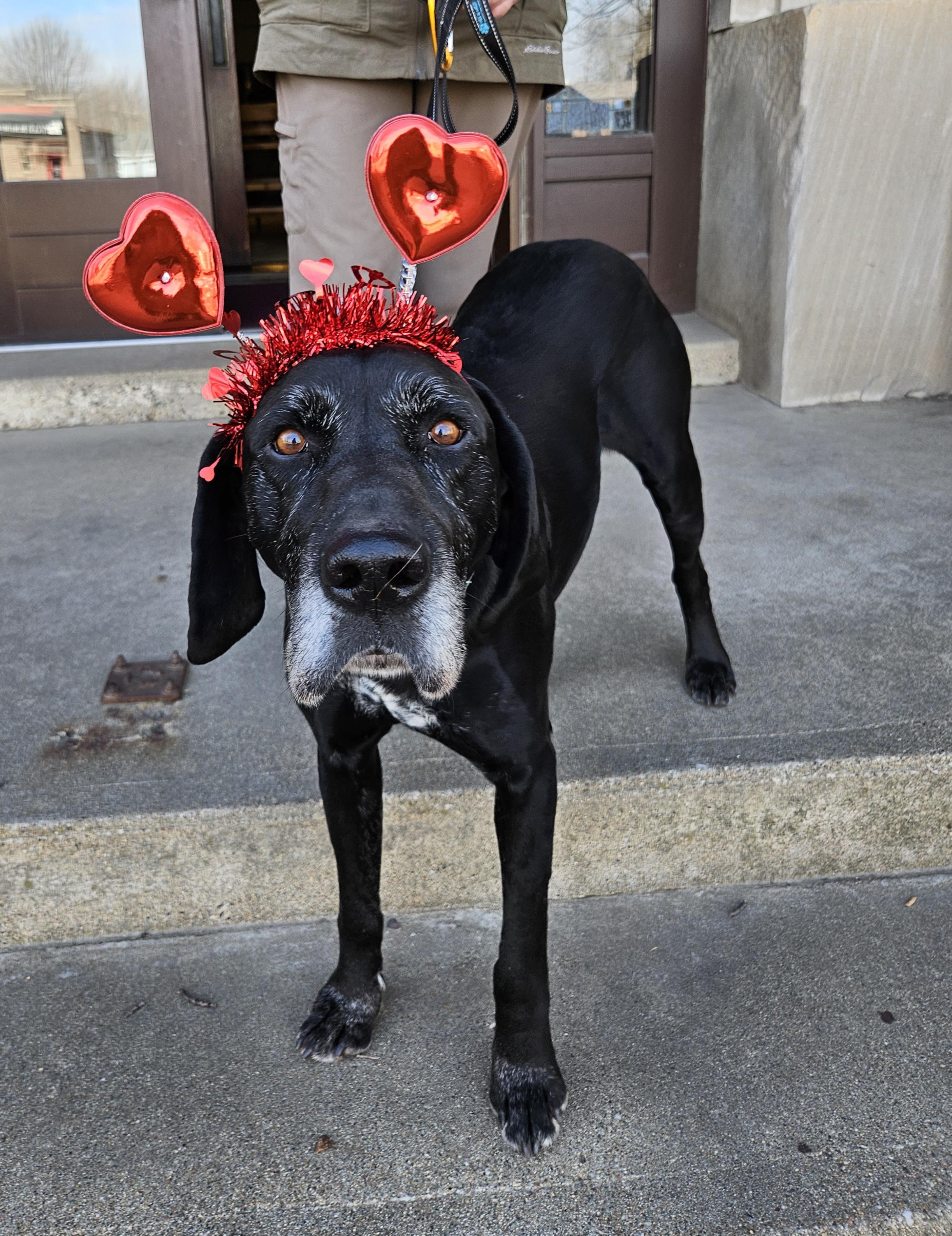 Enlarge George, a ADOPTABLE mixed breed in Sioux City, IA image 5/5