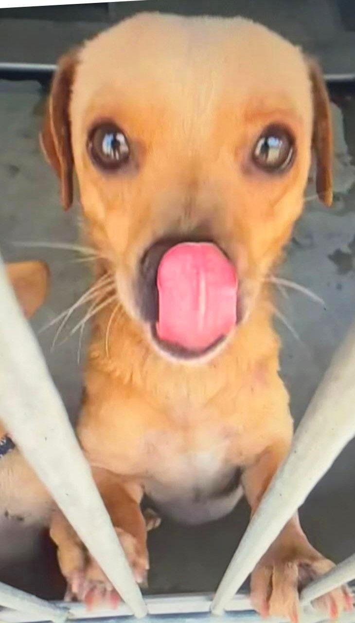 Wagner, a Adopted Chihuahua in Fallbrook, CA image 1/2