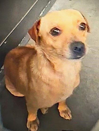 Wagner, a Adopted Chihuahua in Fallbrook, CA image 2/2