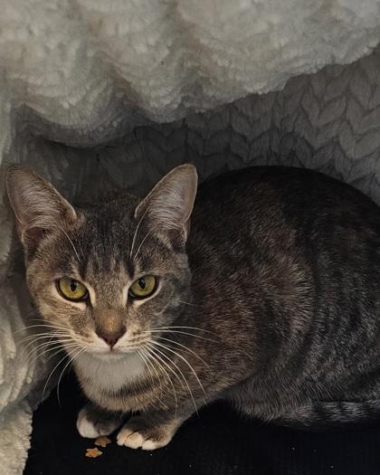 Enlarge Daphne, a Adoptable mixed breed in Saint Petersburg, FL image 1/2