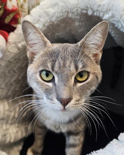 Enlarge Daphne, a Adoptable mixed breed in Saint Petersburg, FL image 2/2