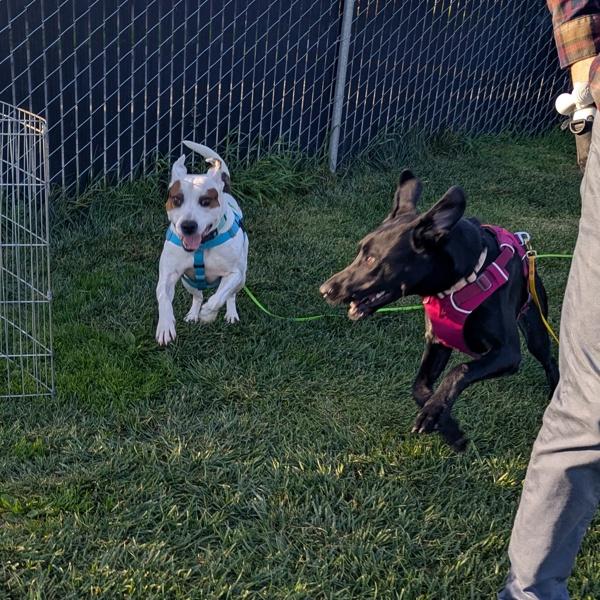 Enlarge Tera, a Adoptable mixed breed in Santa Rosa, CA image 1/3