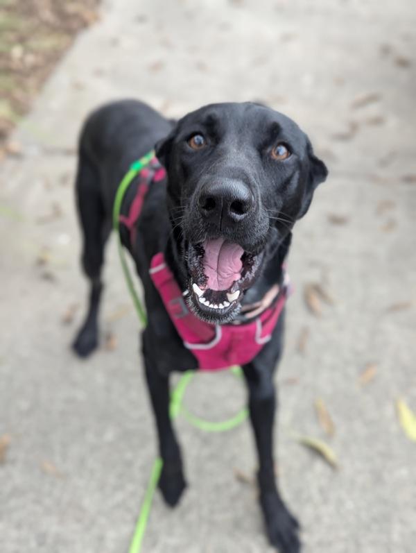 Enlarge Tera, a Adoptable mixed breed in Santa Rosa, CA image 2/3
