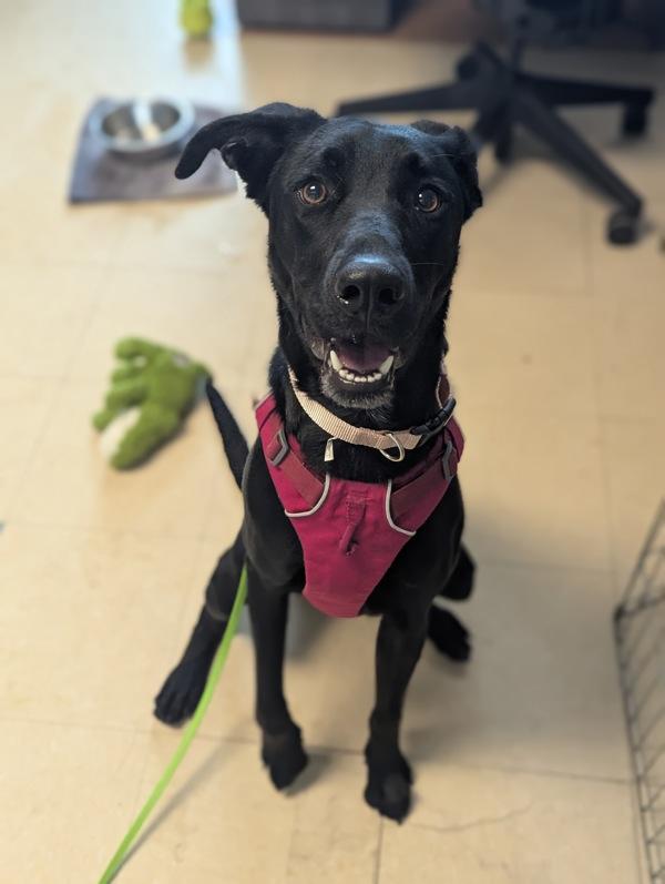 Enlarge Tera, a Adoptable mixed breed in Santa Rosa, CA image 3/3