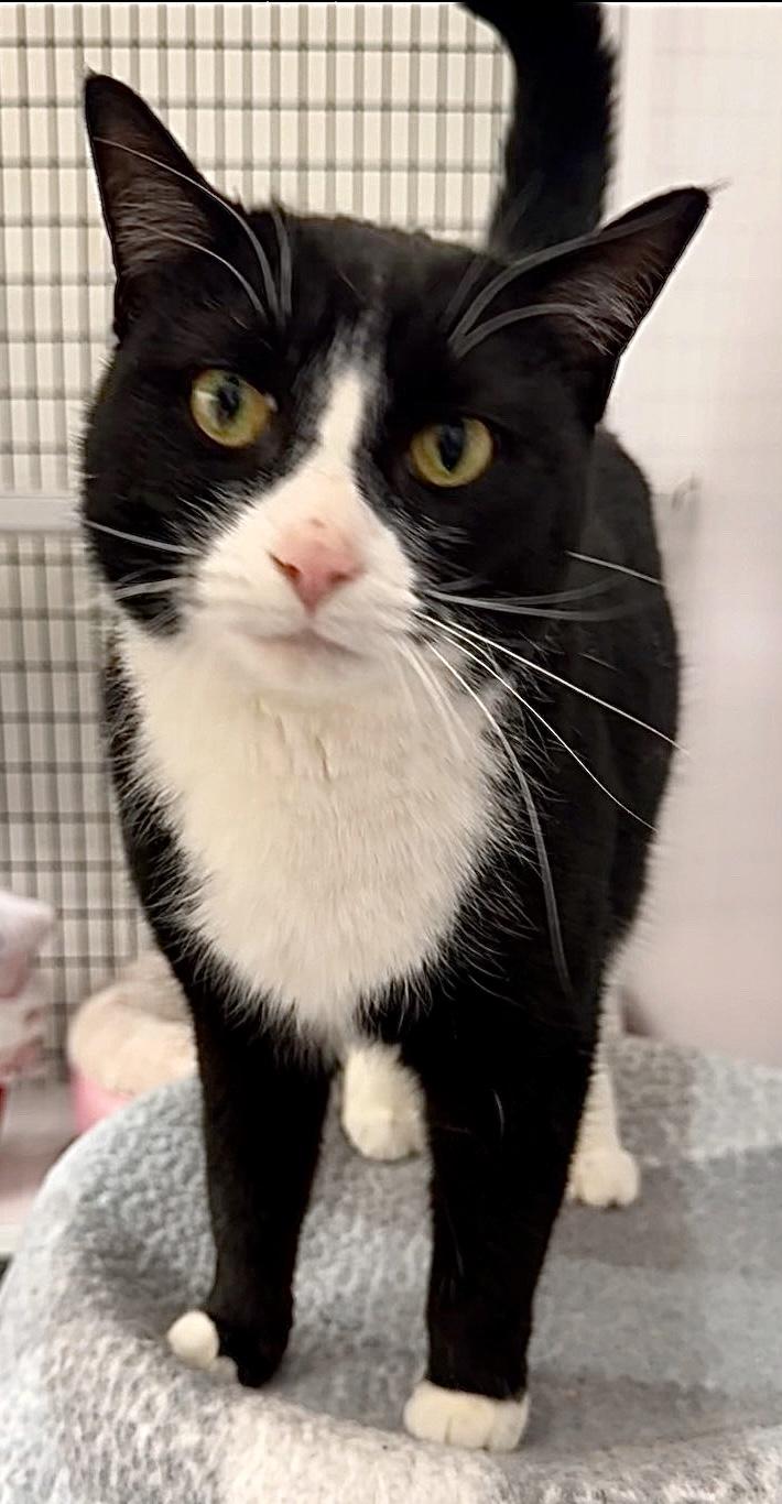 Enlarge Dottie *, a Adoptable Domestic Short Hair in Douglas, MI image 1/4