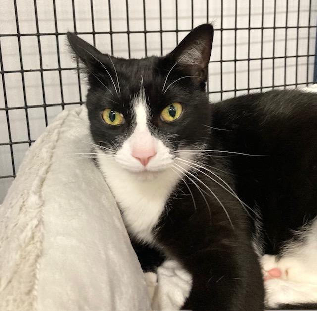 Enlarge Dottie *, a Adoptable Domestic Short Hair in Douglas, MI image 4/4