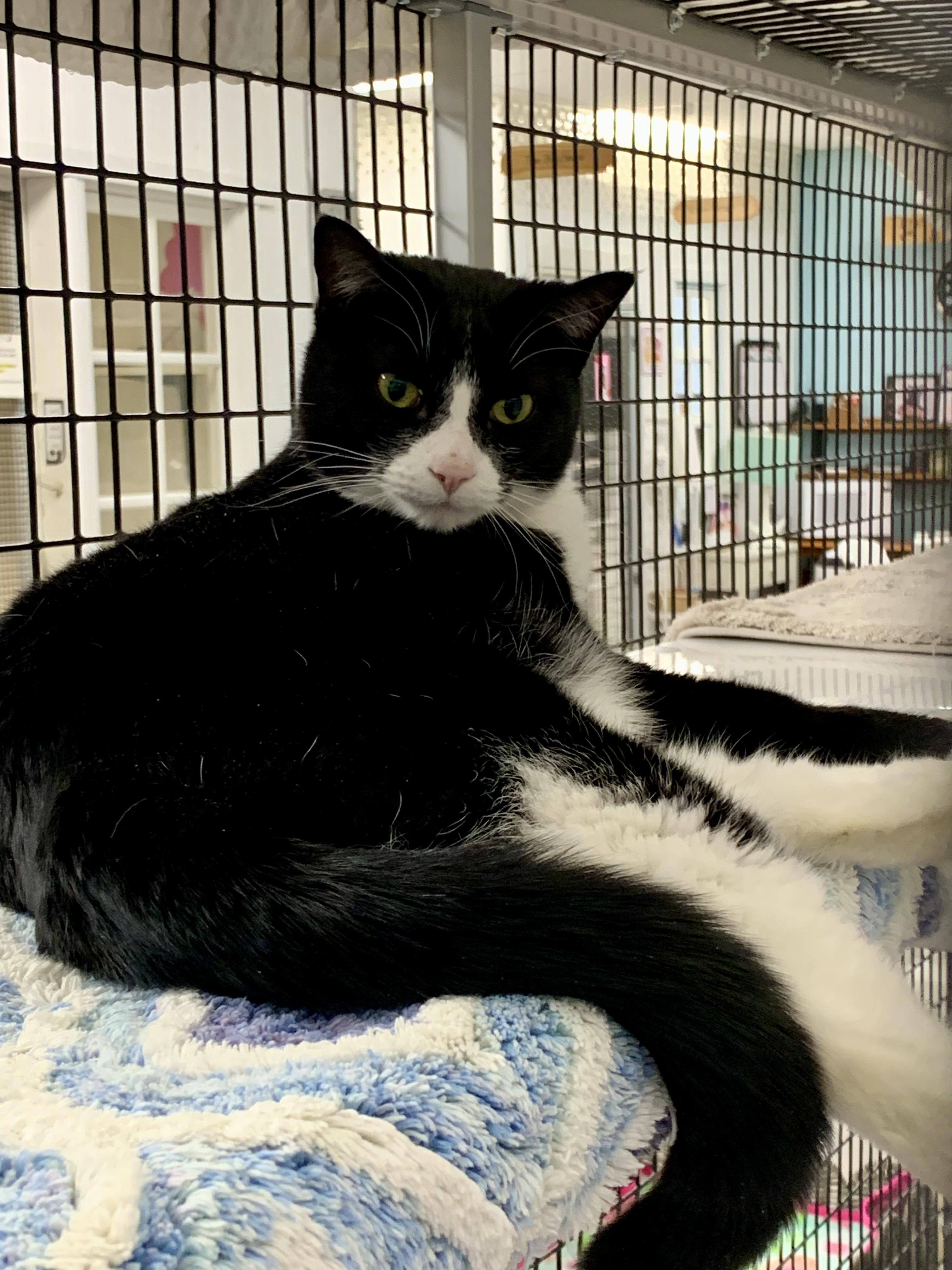 Enlarge Dottie *, a Adoptable Domestic Short Hair in Douglas, MI image 2/4