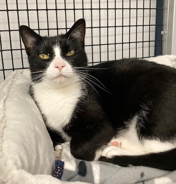 Enlarge Dottie *, a Adoptable Domestic Short Hair in Douglas, MI image 3/4