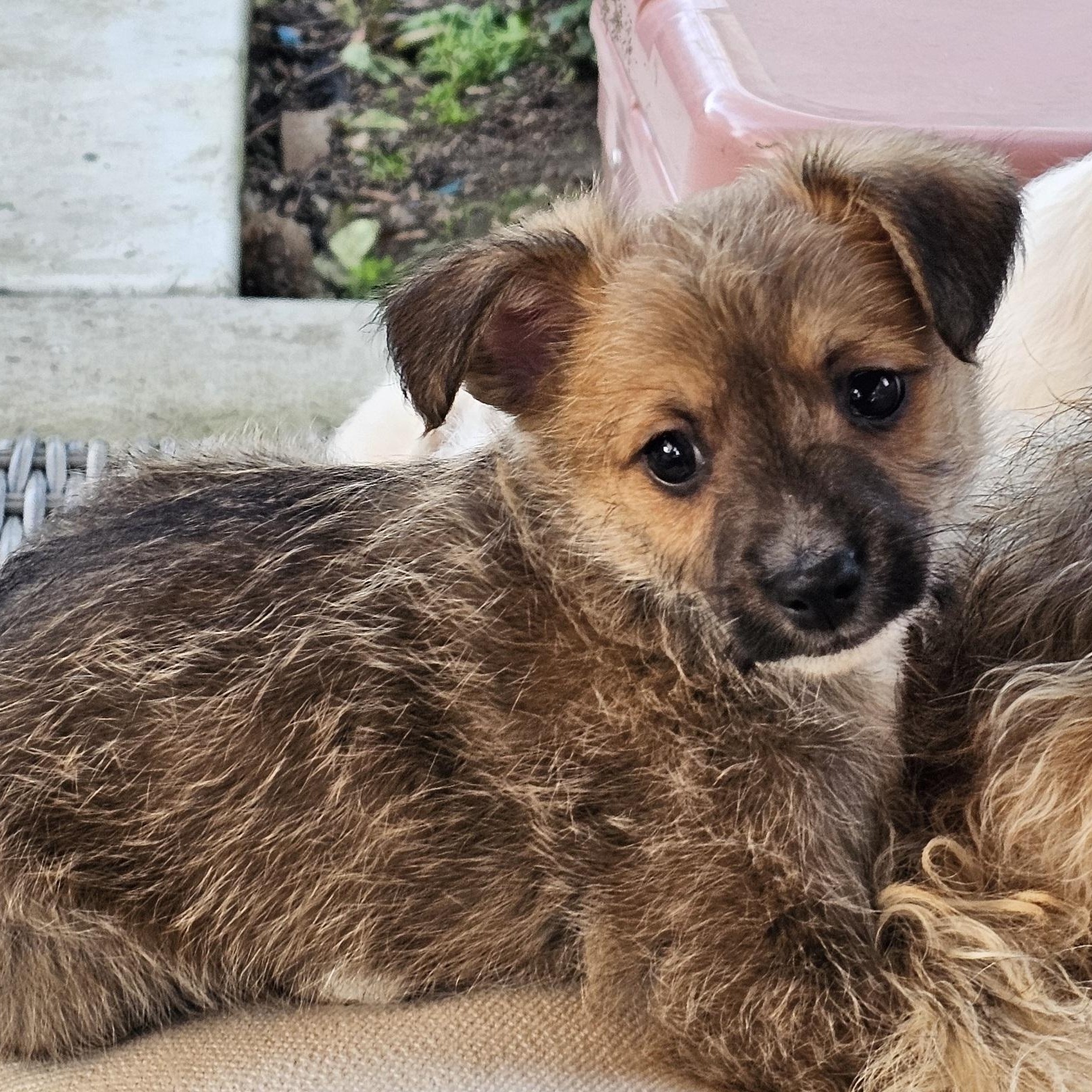 Enlarge Maddox, a ADOPTABLE mixed breed in Salinas, CA image 1/6