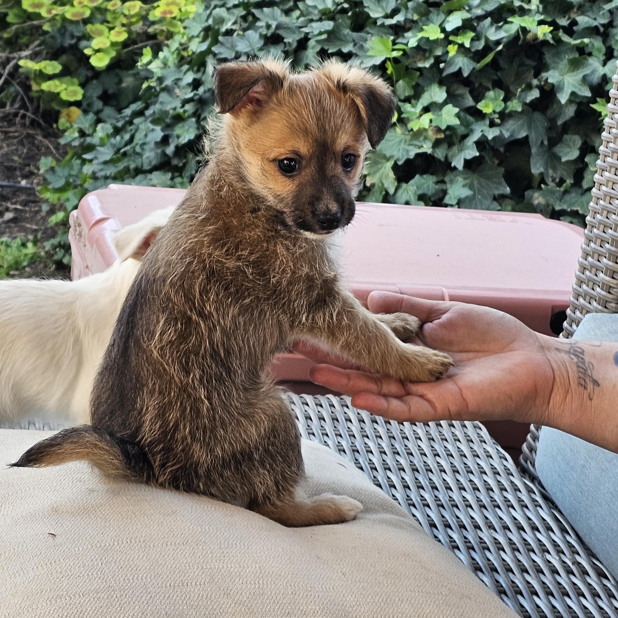 Enlarge Maddox, a ADOPTABLE mixed breed in Salinas, CA image 6/6