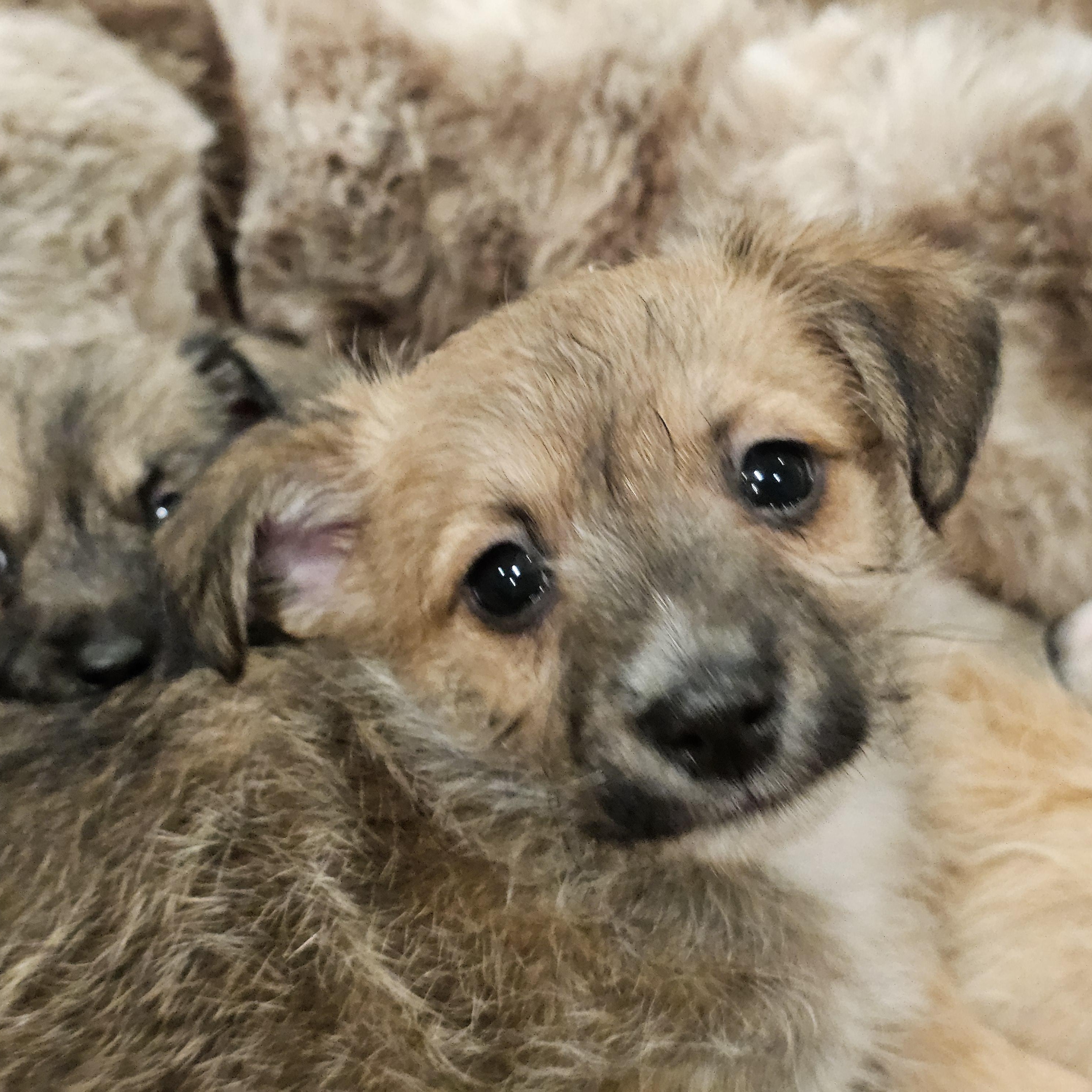 Enlarge Maddox, a ADOPTABLE mixed breed in Salinas, CA image 3/6
