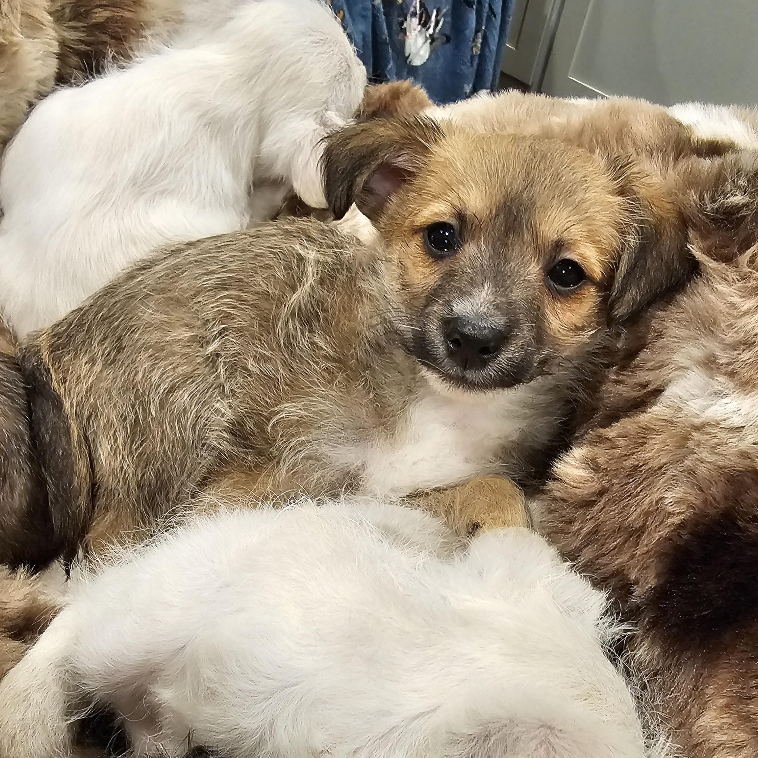 Enlarge Maddox, a ADOPTABLE mixed breed in Salinas, CA image 5/6