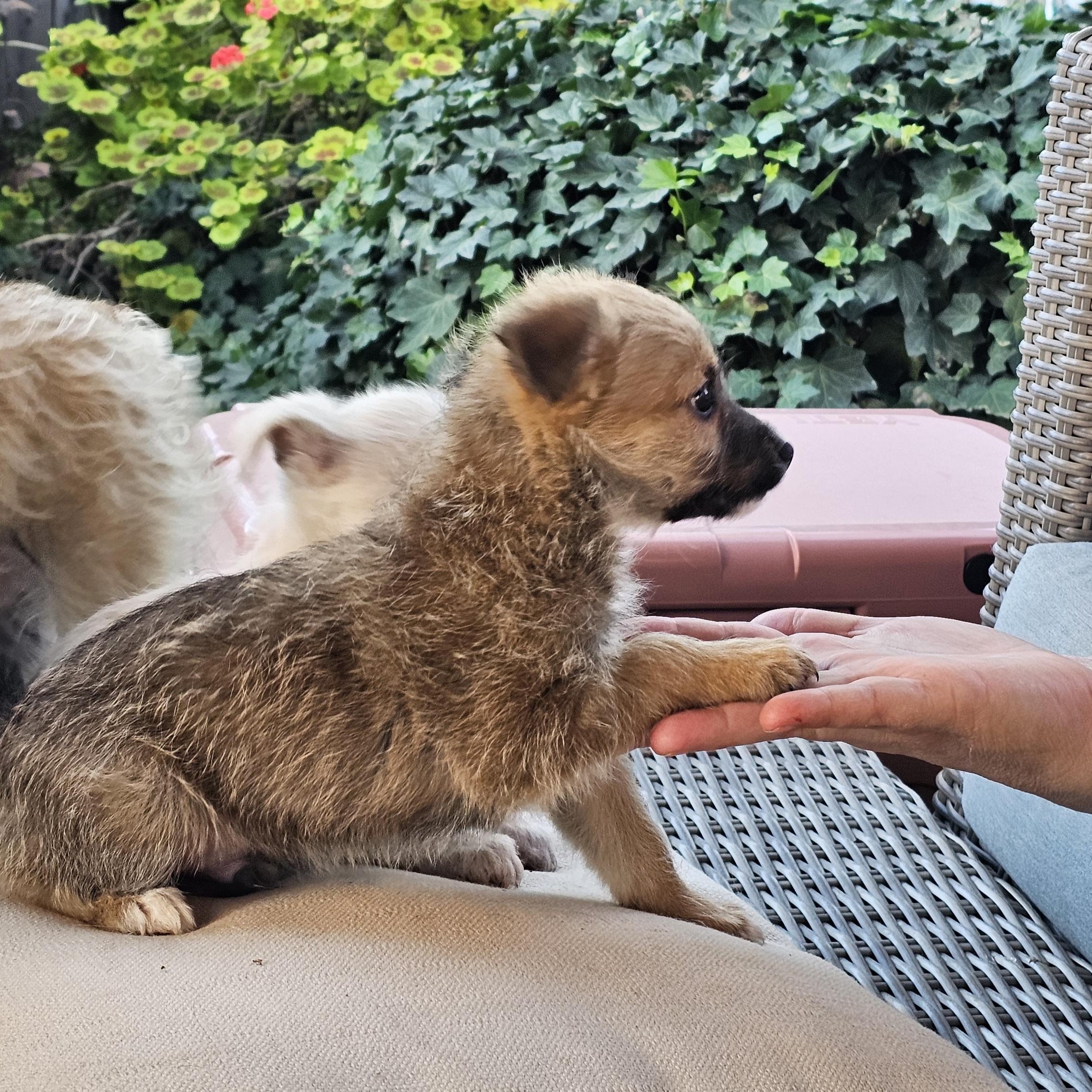 Enlarge Maddox, a ADOPTABLE mixed breed in Salinas, CA image 4/6