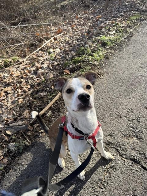 ARSENAL, Adoptable, Young Male Beagle & Labrador Retriever.