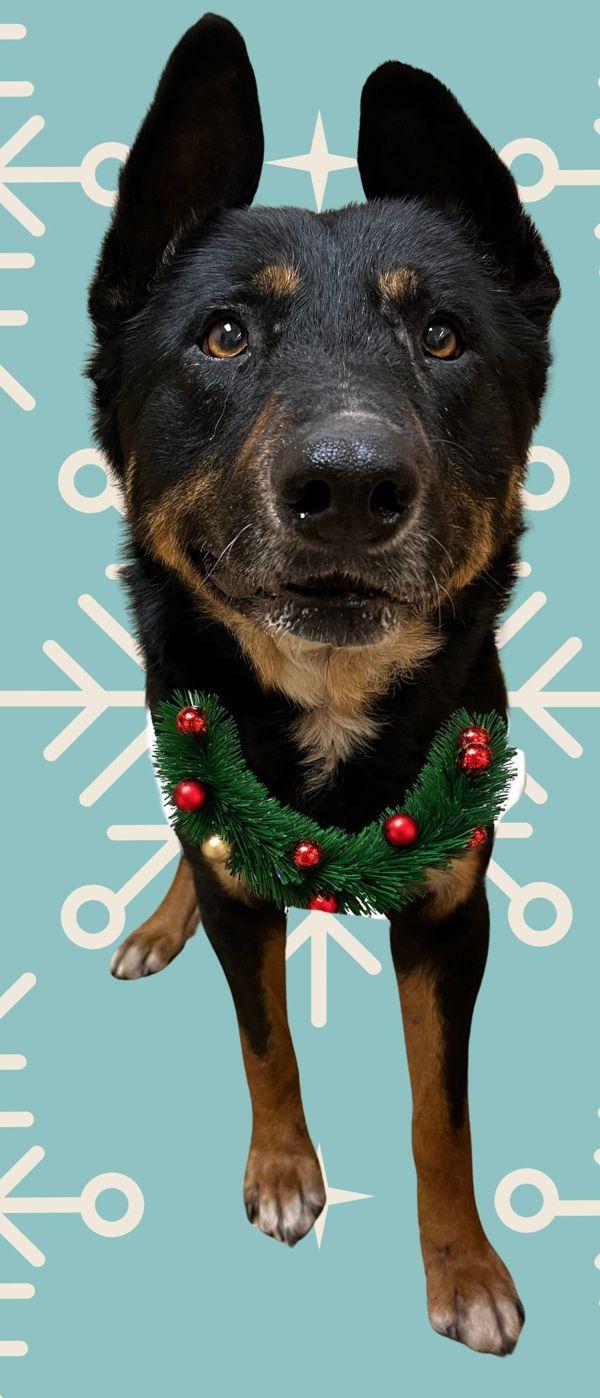 Enlarge Gabriel, a Adoptable mixed breed in Salem, OR image 1/1