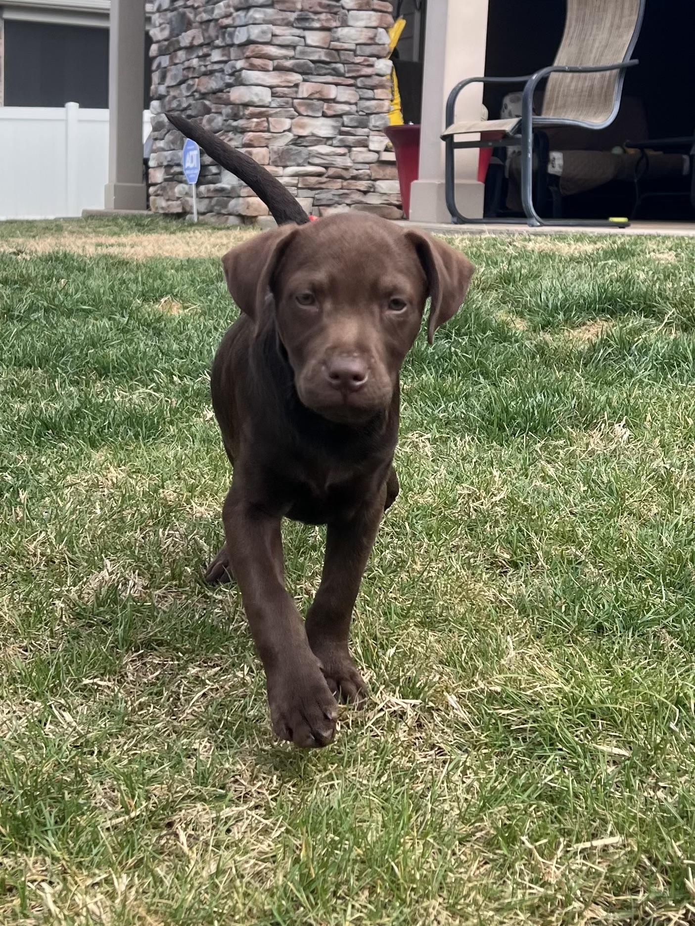 Enlarge Donner, an adopted mixed breed in Mount Juliet, TN image 1/1