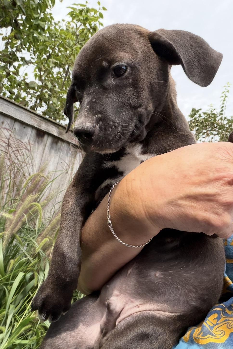 Enlarge Baner, a Adoptable mixed breed in Arlington Heights, IL image 3/4