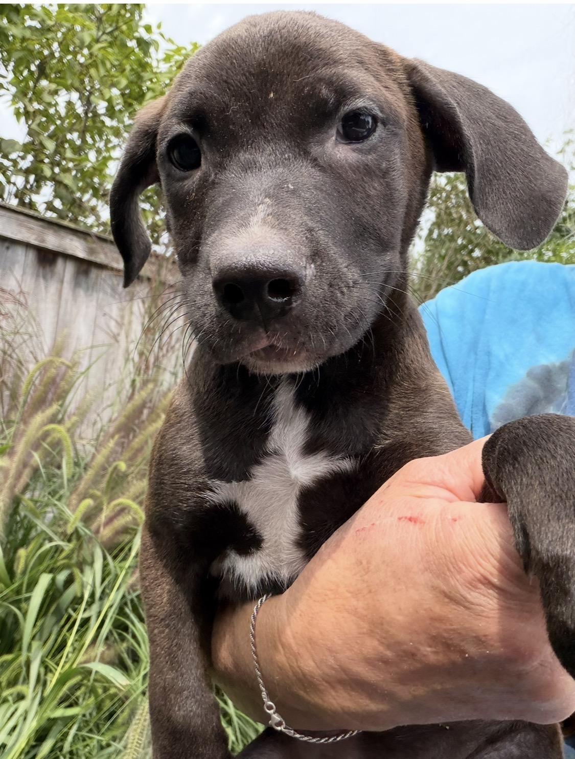 Enlarge Baner, a Adoptable mixed breed in Arlington Heights, IL image 2/4