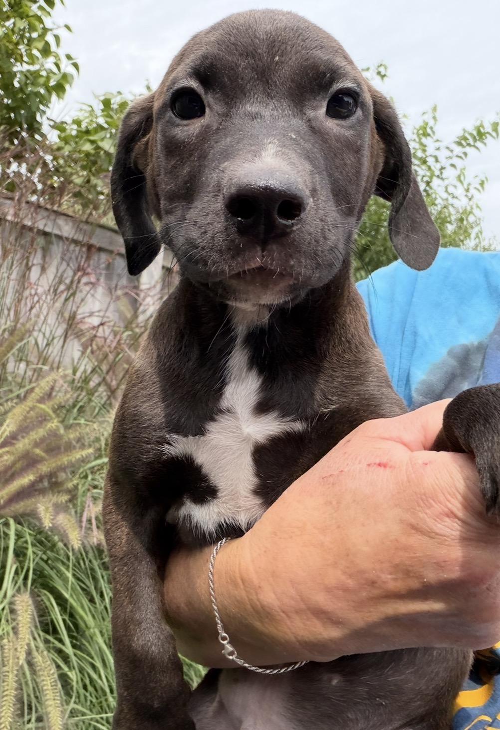 Enlarge Baner, a Adoptable mixed breed in Arlington Heights, IL image 4/4