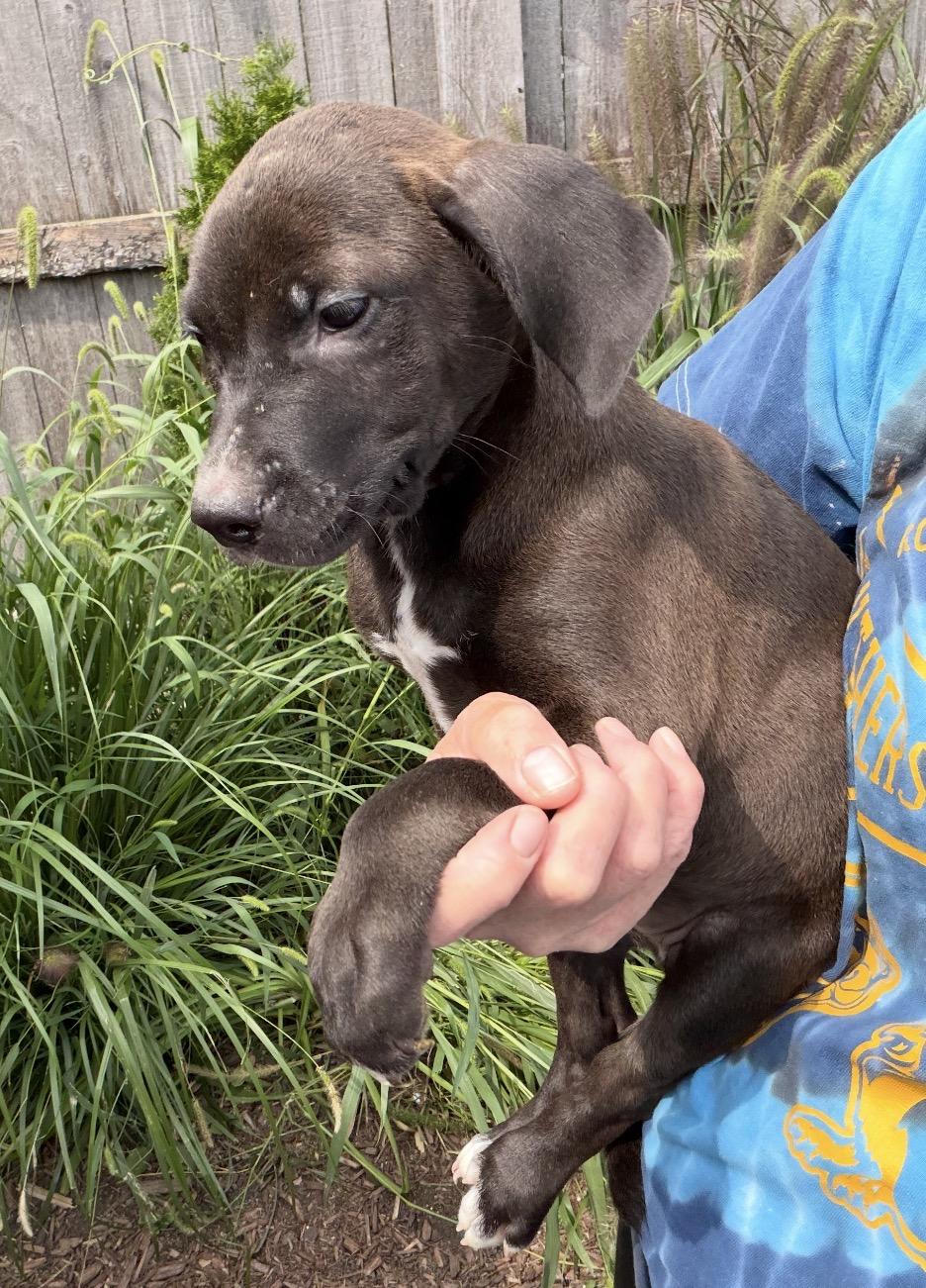 Baner, Adoptable, Puppy Male Labrador Retriever.