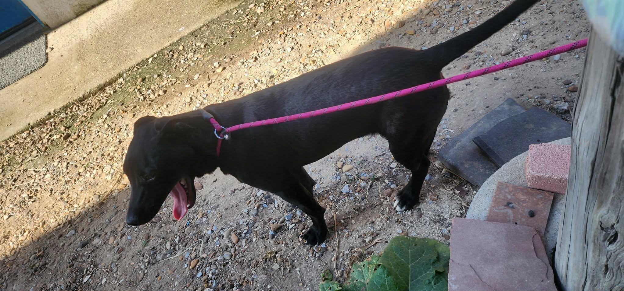 Oliver — thumbnail 5