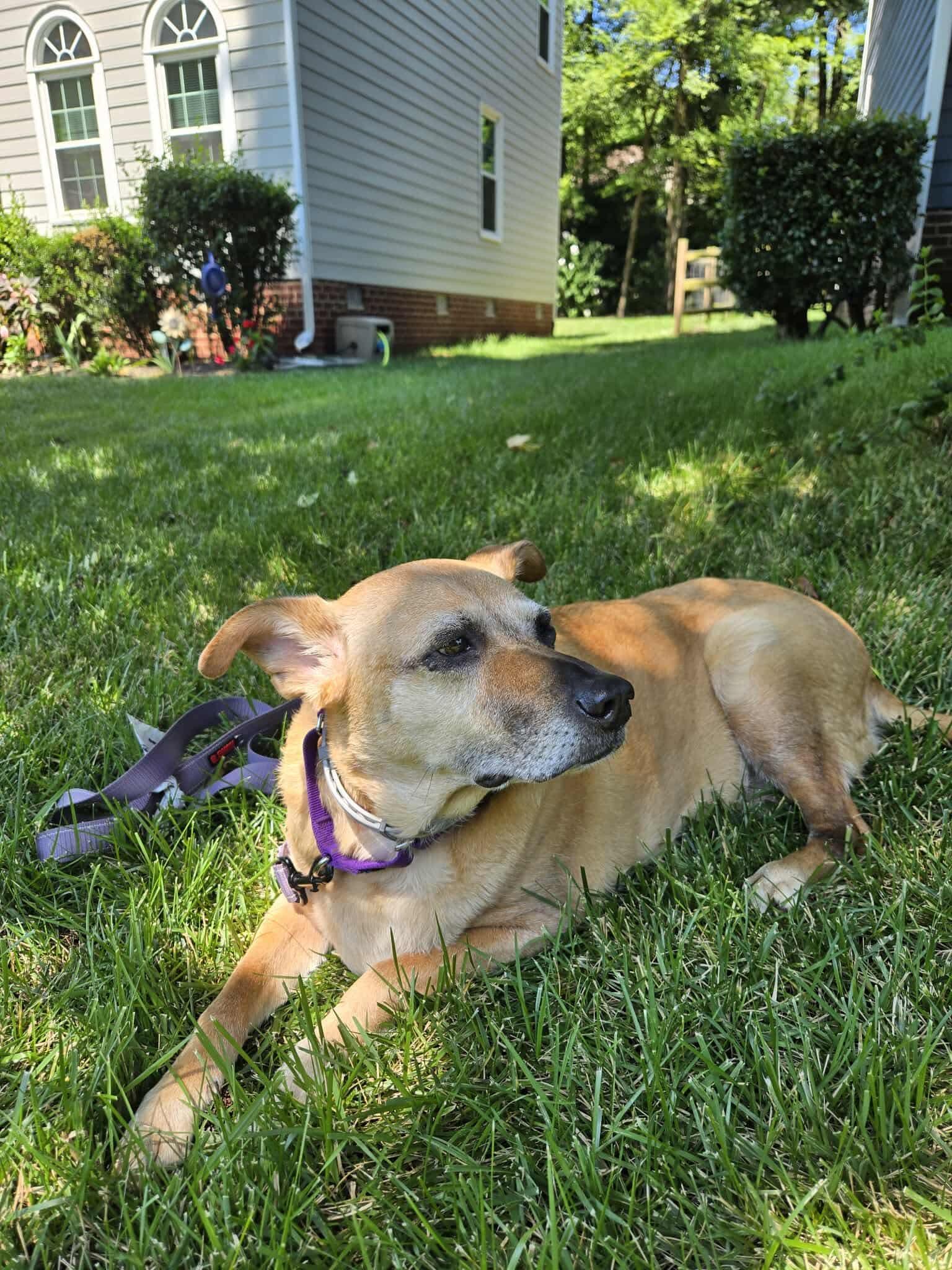 Jaynah, Adopted, Senior Female Mixed Breed.