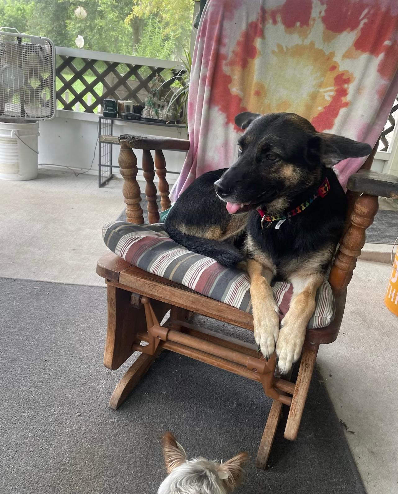 Enlarge Star, a Adoptable mixed breed in Hialeah, FL image 3/4