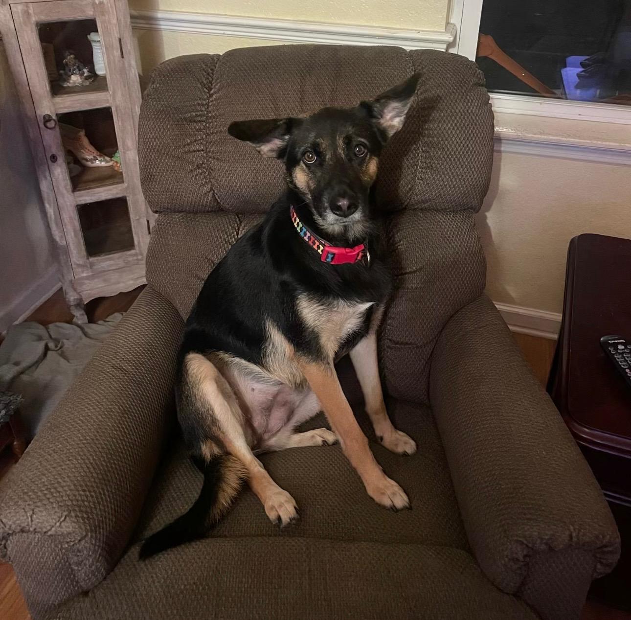 Enlarge Star, a Adoptable mixed breed in Hialeah, FL image 1/4