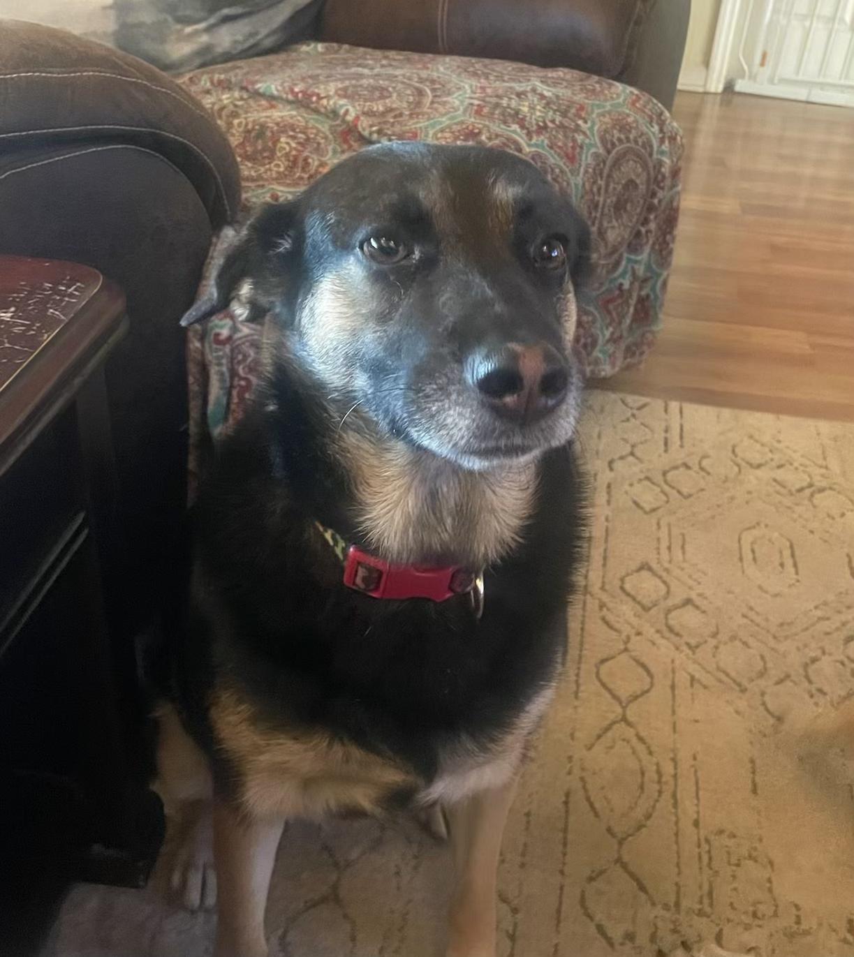 Enlarge Star, a Adoptable mixed breed in Hialeah, FL image 2/4