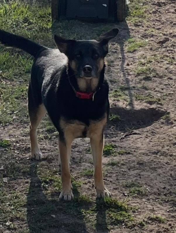 Enlarge Star, a Adoptable mixed breed in Hialeah, FL image 4/4