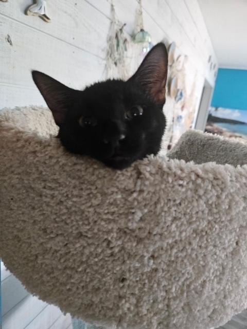 Enlarge Te Fiti, a Adoptable mixed breed in Little Rock, AR image 1/6