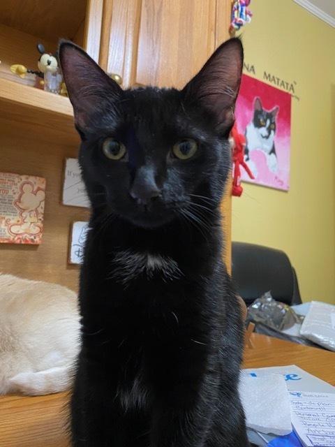 Enlarge Te Fiti, a Adoptable mixed breed in Little Rock, AR image 2/6