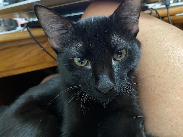 Enlarge Te Fiti, a Adoptable mixed breed in Little Rock, AR image 4/6