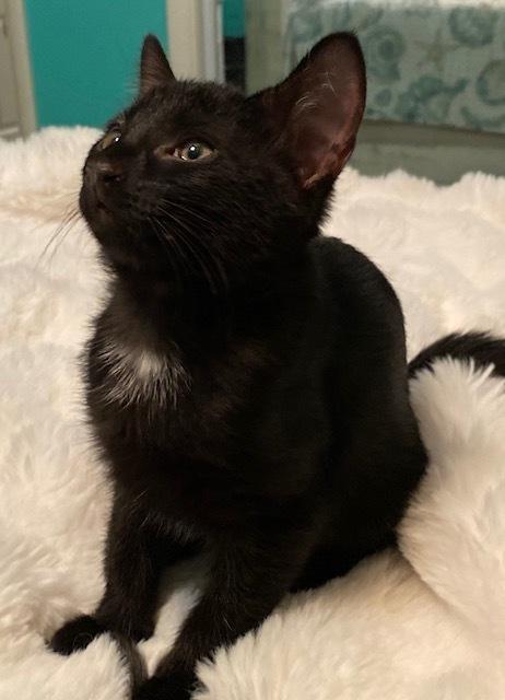 Enlarge Te Fiti, a Adoptable mixed breed in Little Rock, AR image 5/6