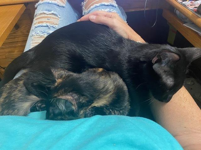 Te Fiti, Adoptable, Kitten Female Domestic Short Hair.