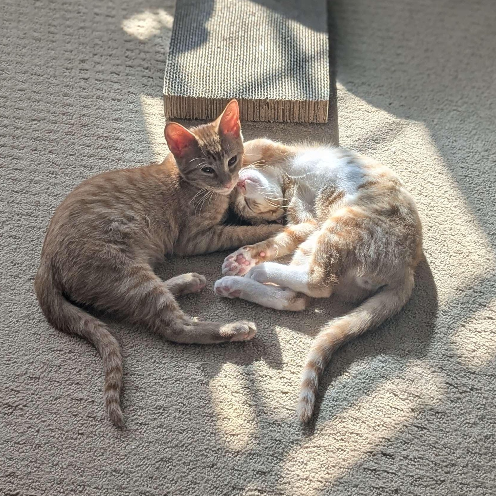 Apollo & Rocky, ADOPTABLE, Kitten Male Domestic Short Hair.