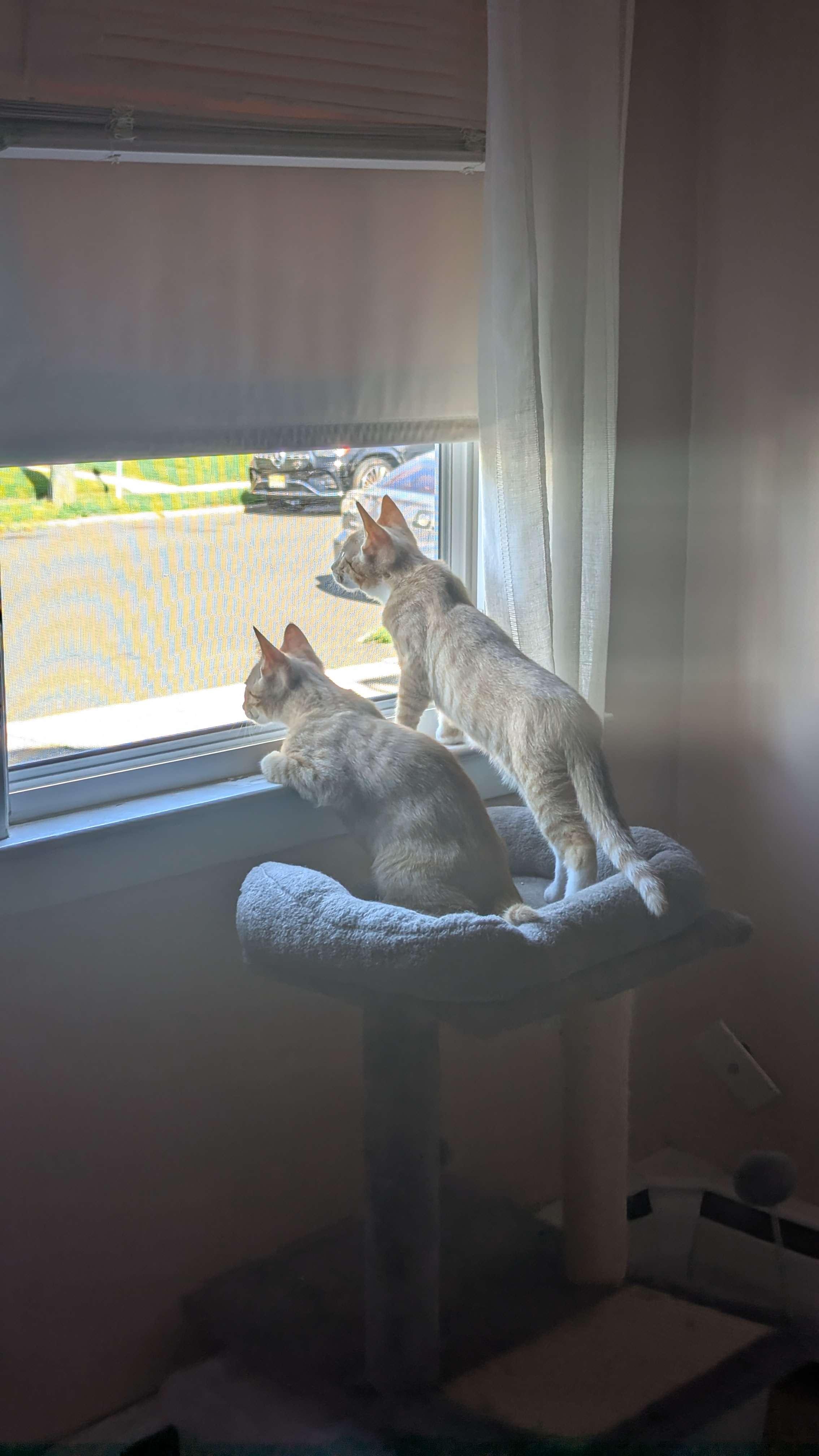 Apollo & Rocky, a ADOPTABLE Domestic Short Hair in Weehawken, NJ image 2/4