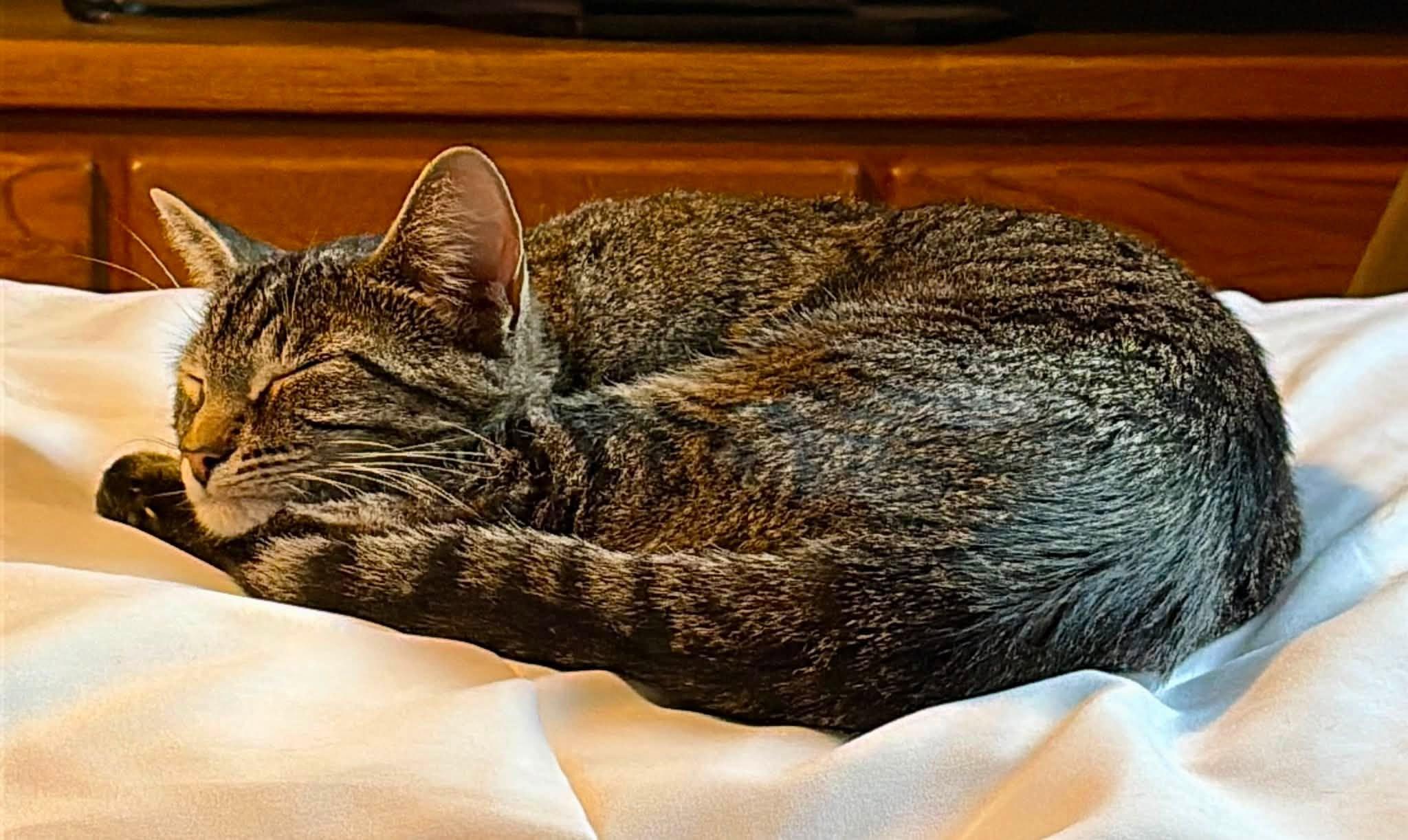 Enlarge June, a ADOPTABLE Tabby in Ashton, ON image 3/3