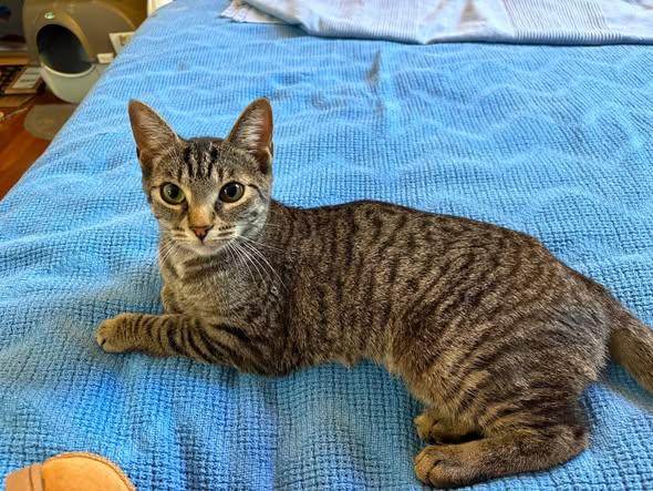 June, ADOPTABLE, Adult Female Tabby.