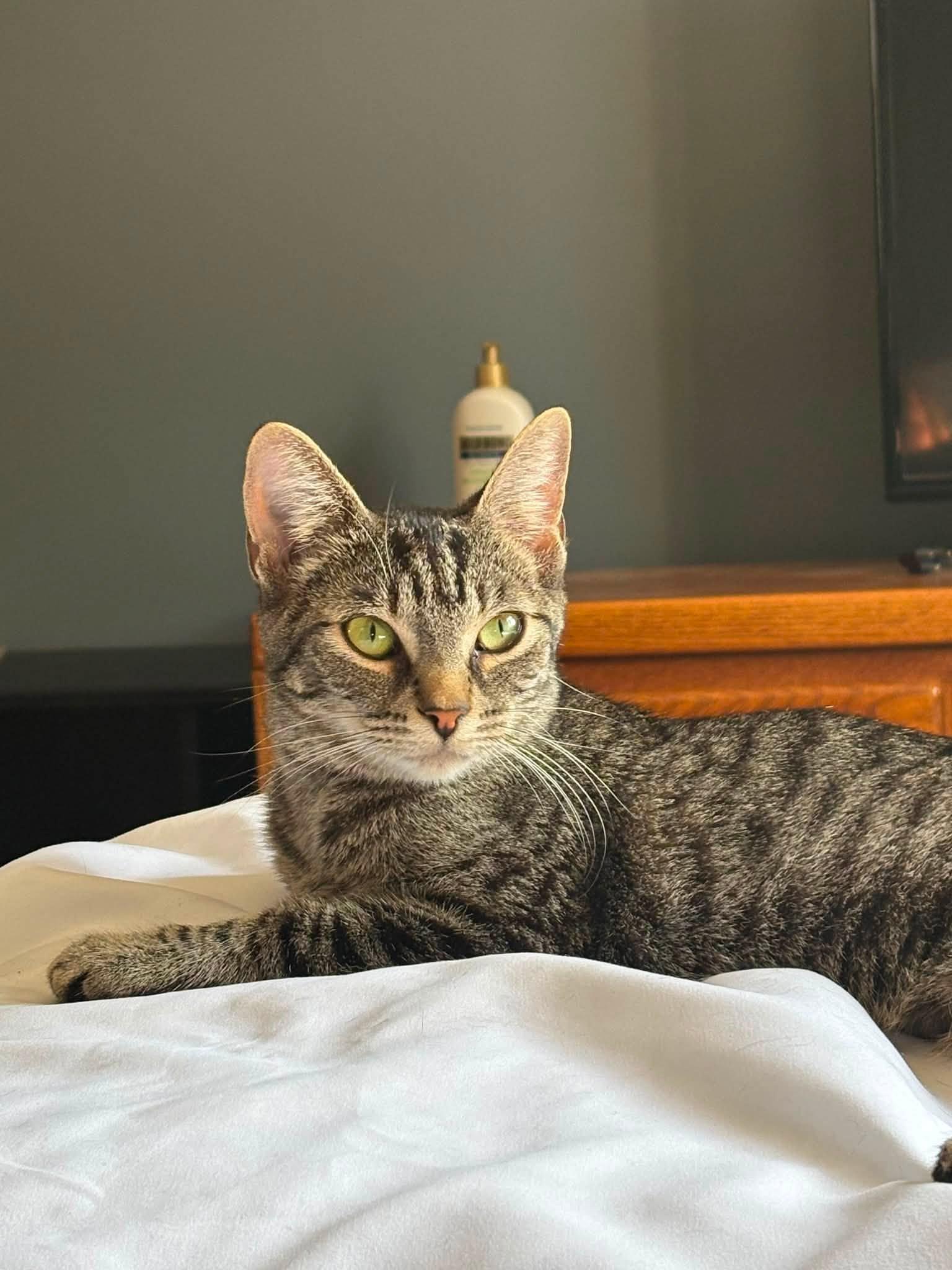 Enlarge June, a ADOPTABLE Tabby in Ashton, ON image 2/3