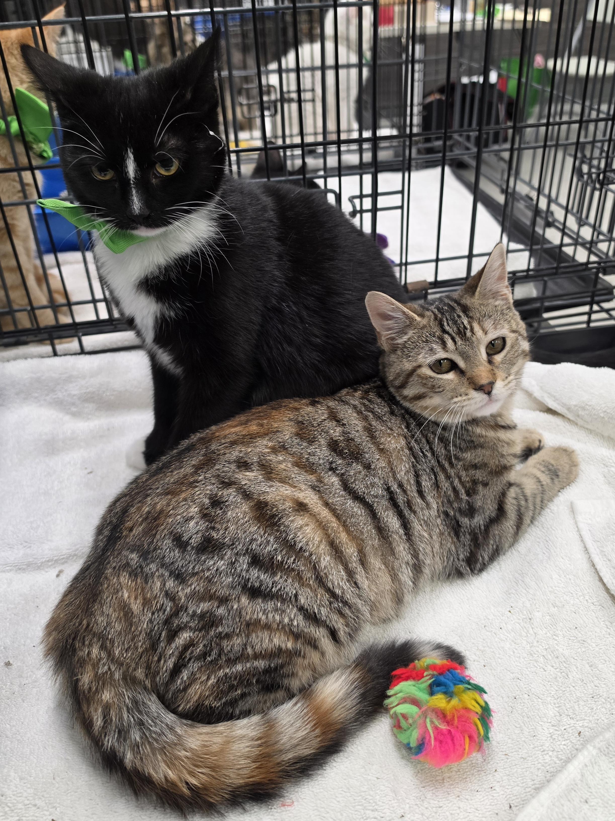 Opal and Granite, adopted, Kitten Female Domestic Short Hair.