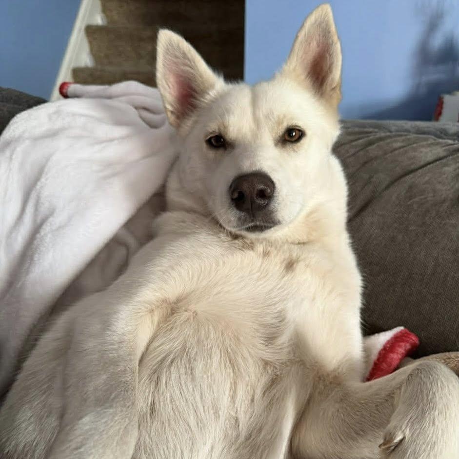 Enlarge Athena!, a Adoptable mixed breed in Nanuet, NY image 2/6