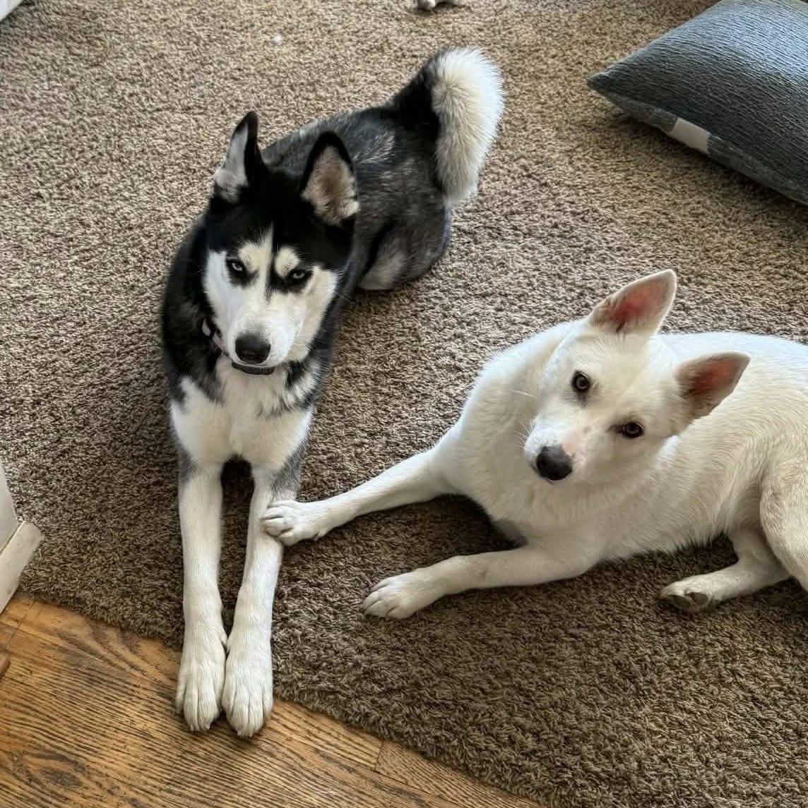 Enlarge Athena!, a Adoptable mixed breed in Nanuet, NY image 4/6