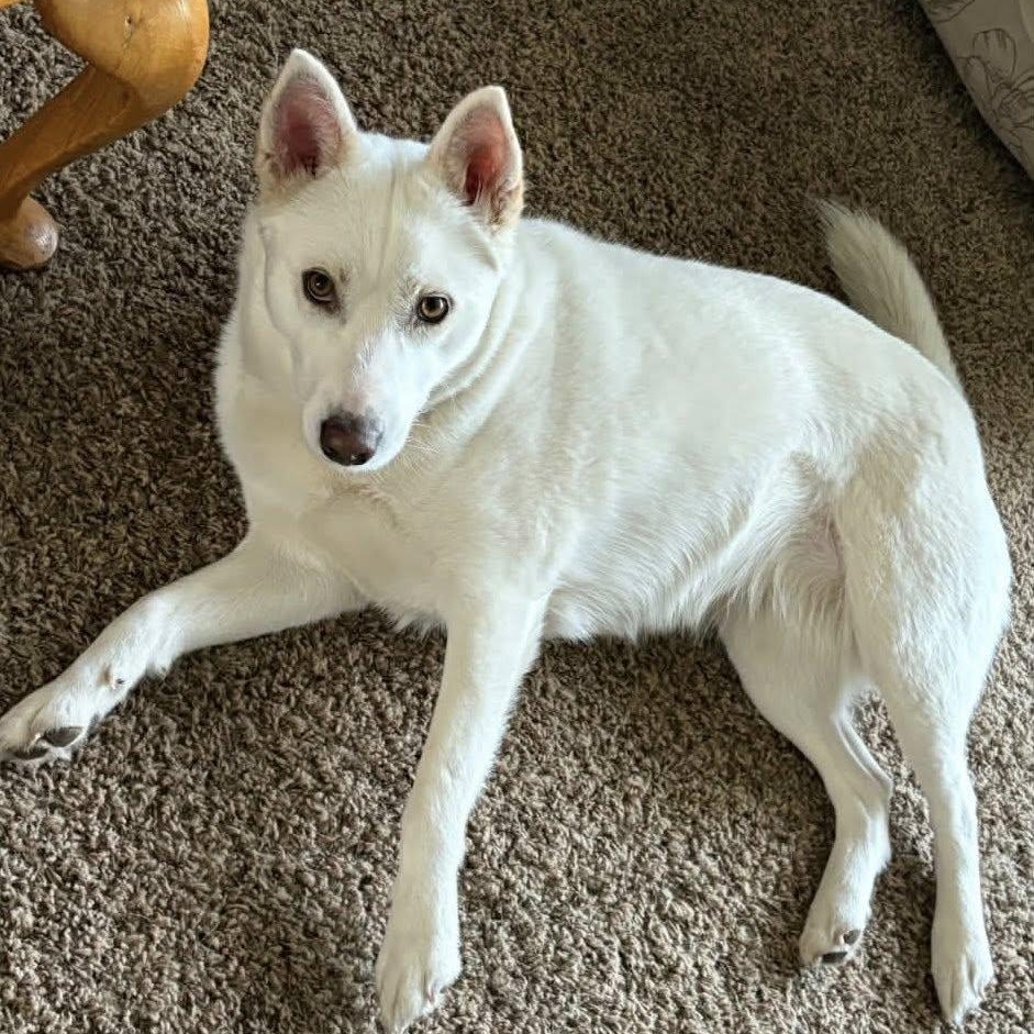 Athena!, Adoptable, Adult Female Husky & Mixed Breed.